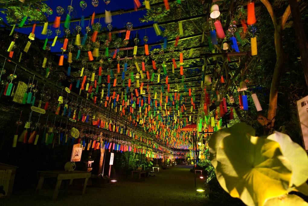 風鈴寺（ライトアップ）