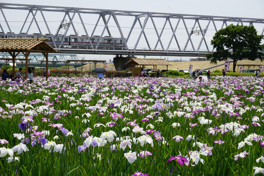 菖蒲園