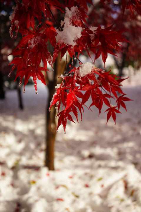紅葉と雪（樹芸センター）リベンジ