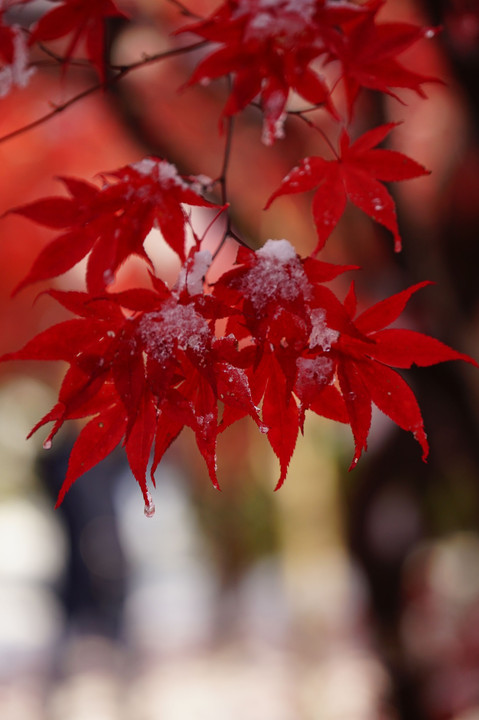 紅葉と雪（樹芸センター）リベンジ