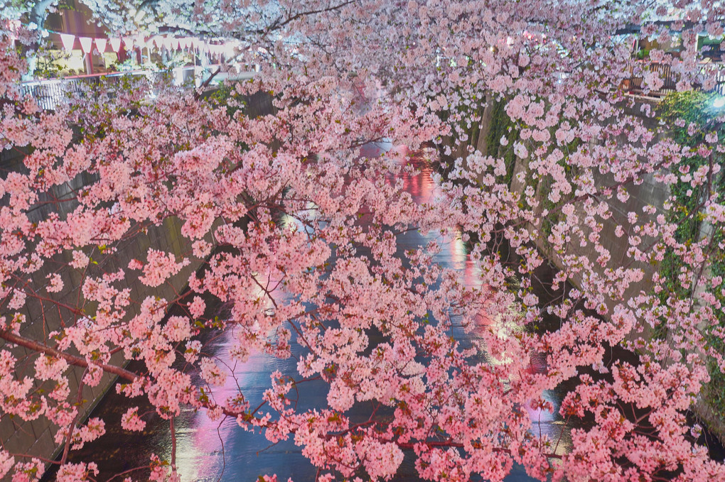 桜は散るために咲くの？ ＠目黒川2018
