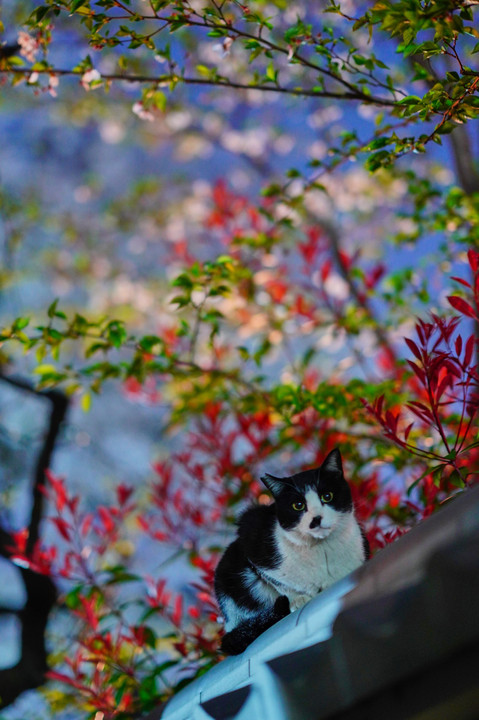 すぎゆく桜の頃