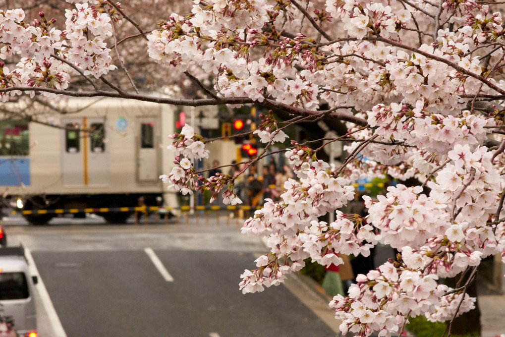 桜と黄色い電車 2019