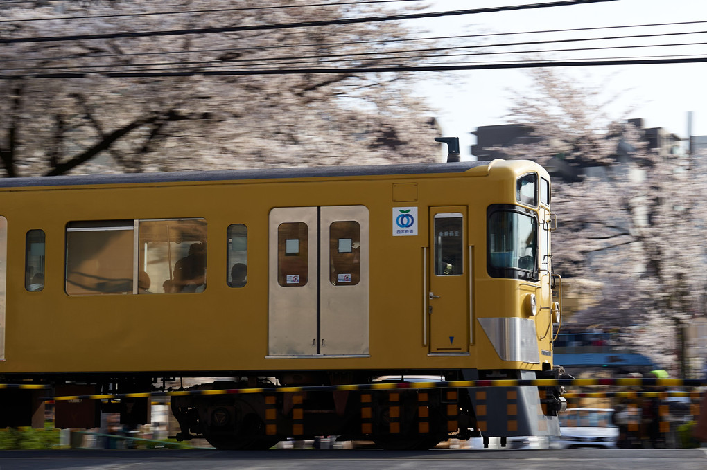 春の黄色い電車