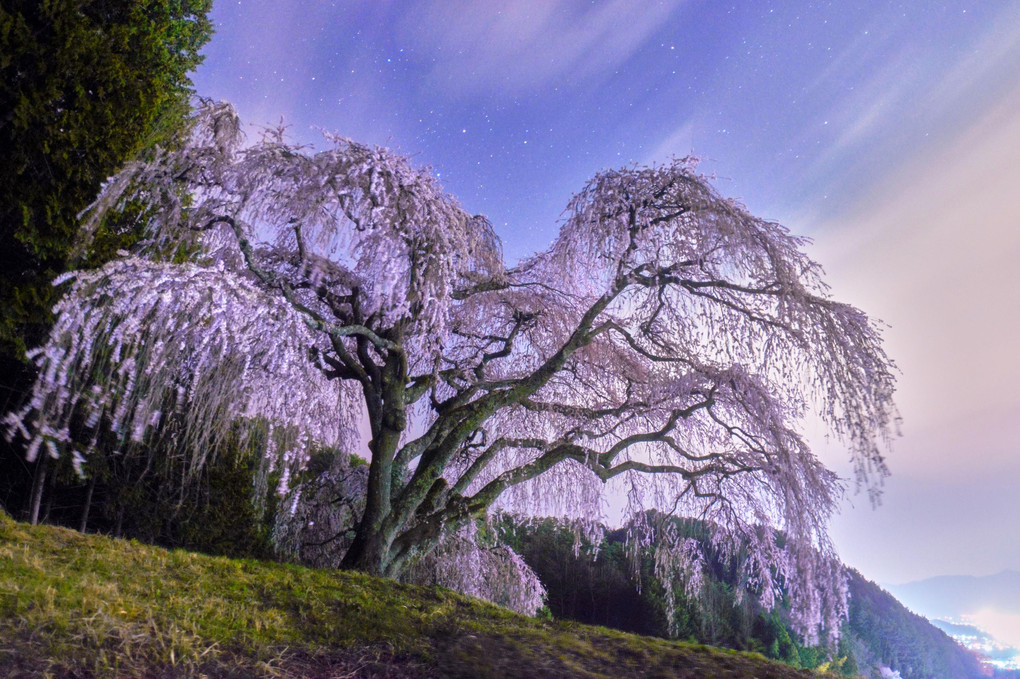 丘の上の枝垂れ桜