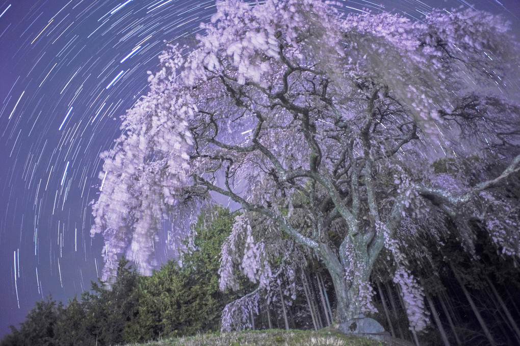 丘の上の枝垂れ桜