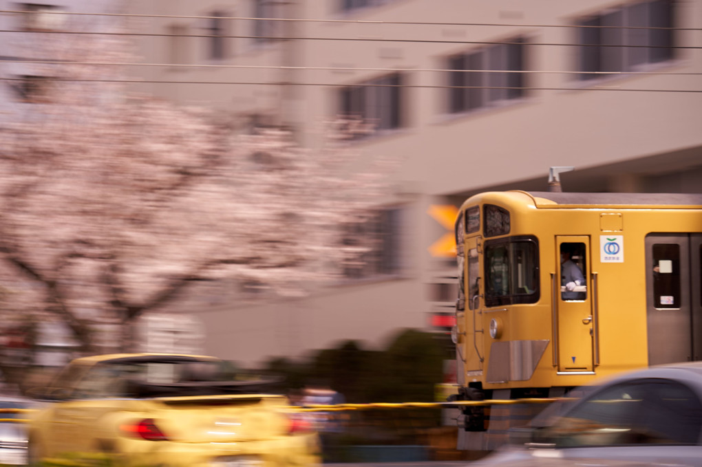 桜舞う黄色い電車 2020