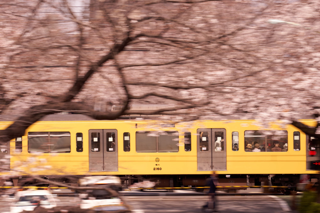 桜舞う黄色い電車 2020