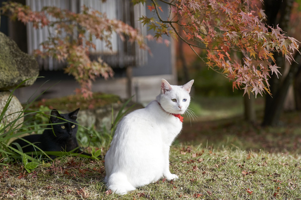 色とりどりの秋、猫の眺める風景