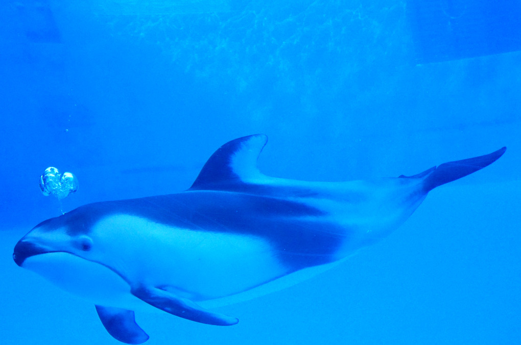 ワイドレンズで水族館のイルカさんを撮ろう(・∀・)