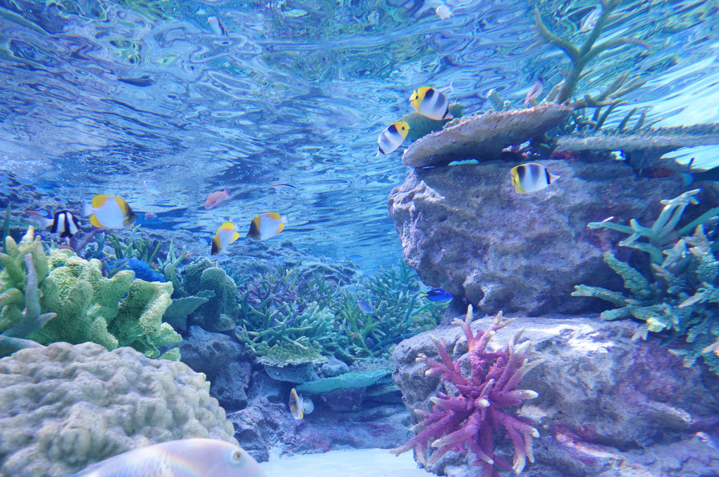 ワイドレンズで水族館のオシャレさんを撮ろう(・∀・)