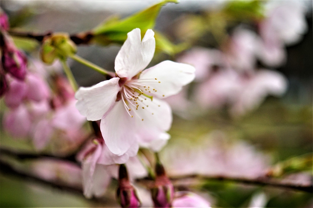 今日の開花