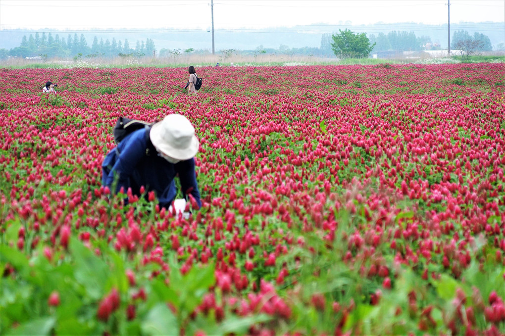 田園の花畑