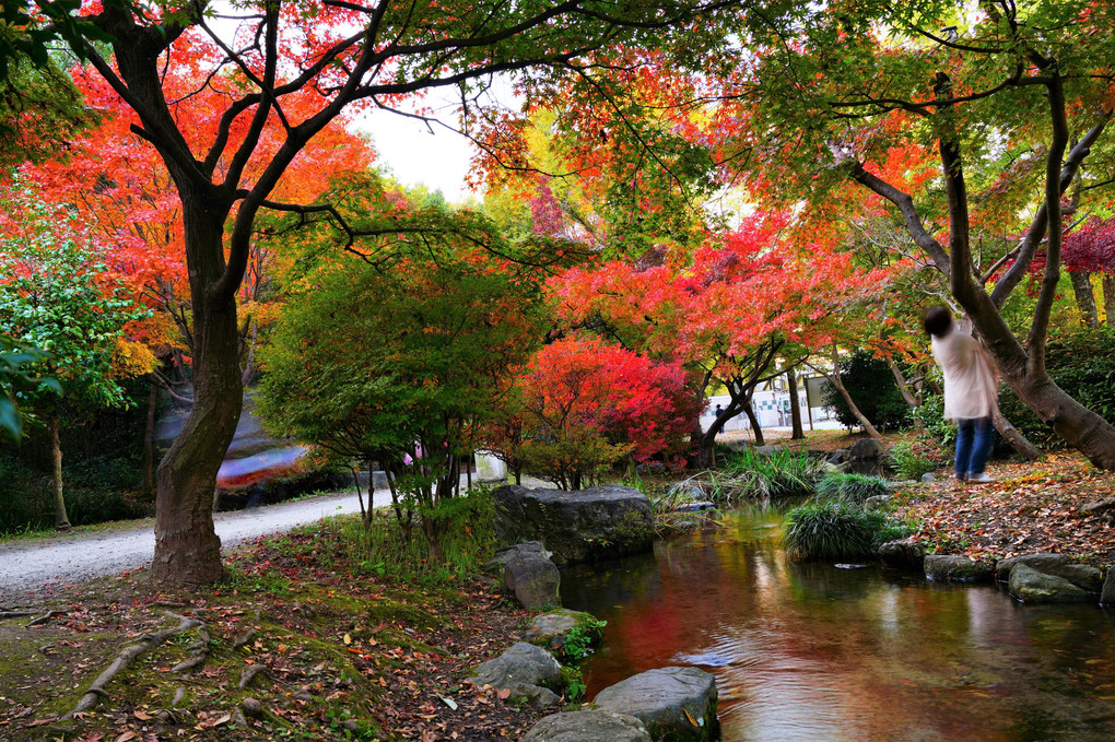平成の日本庭園「朱雀の庭」
