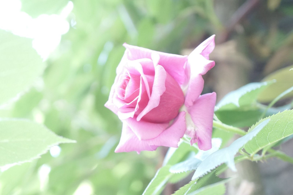 Spring　Rose