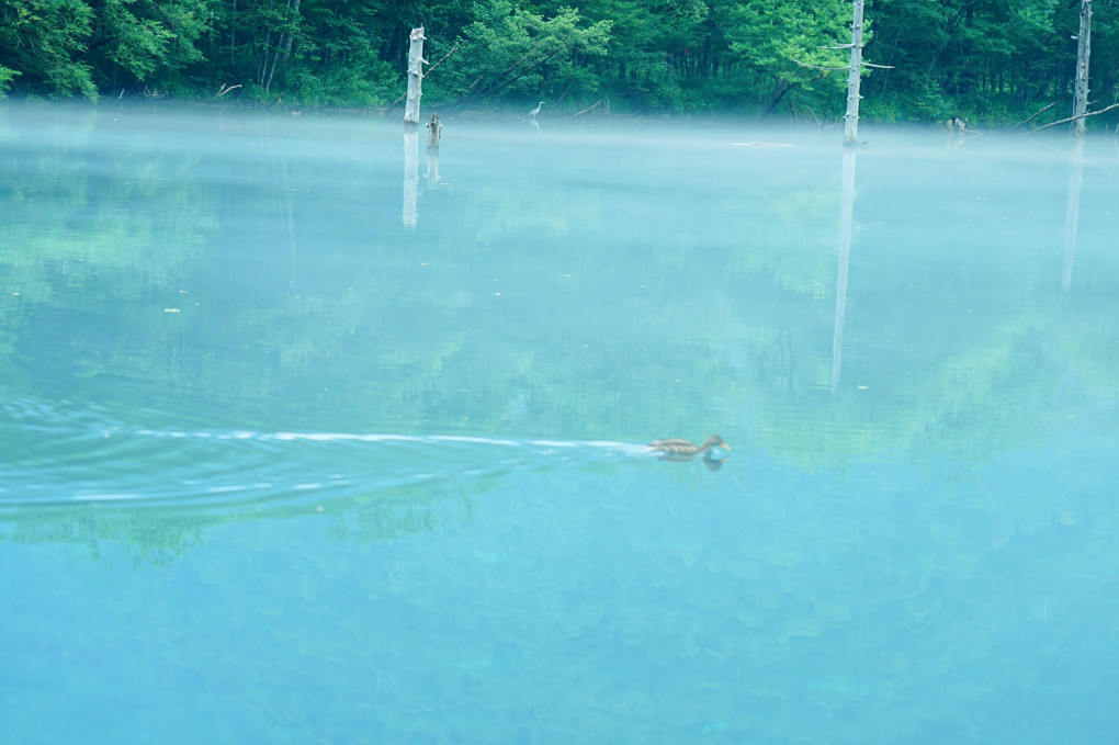 The bird swum at Taishoike