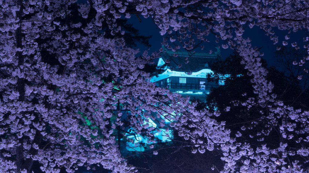 夜桜に浮かぶ城