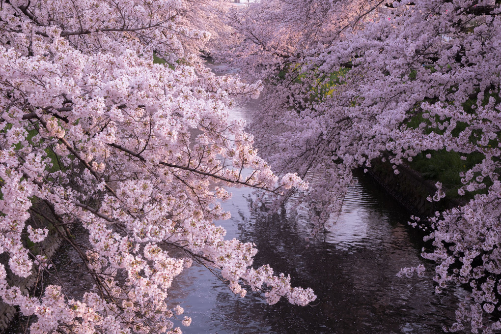 桜色アーチ
