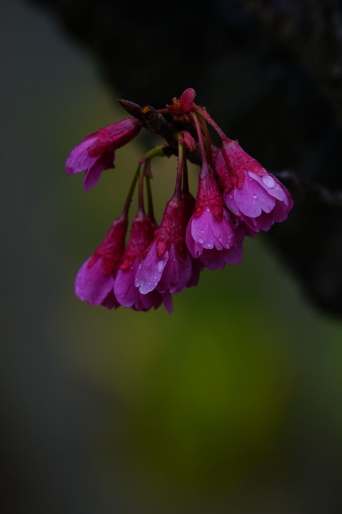 春雨に包まれた春色を探して