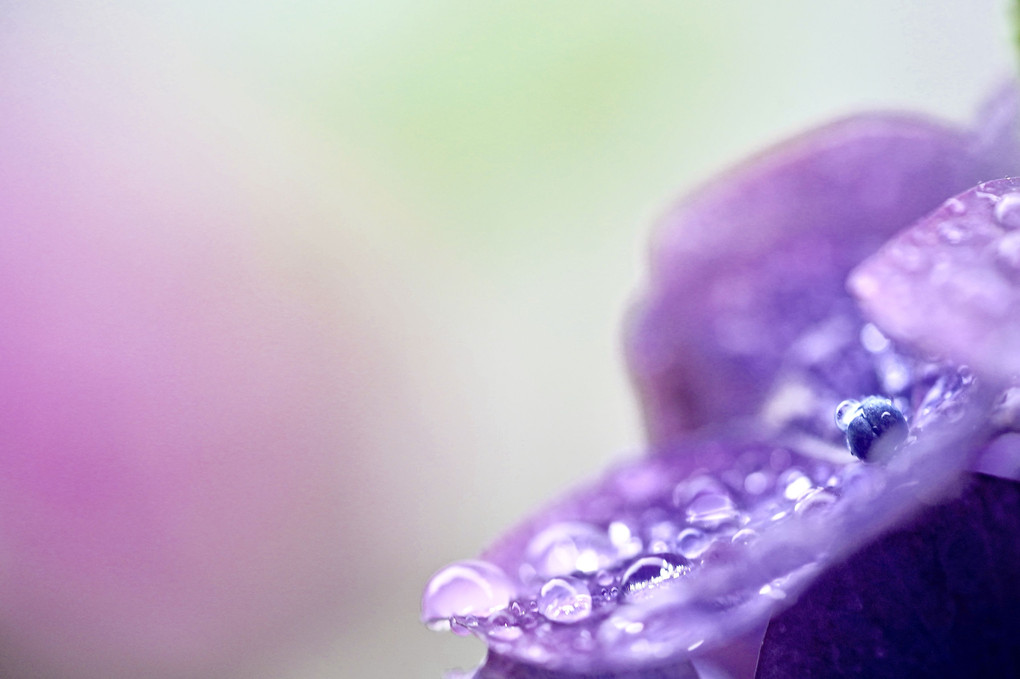 紫陽花に雨滴