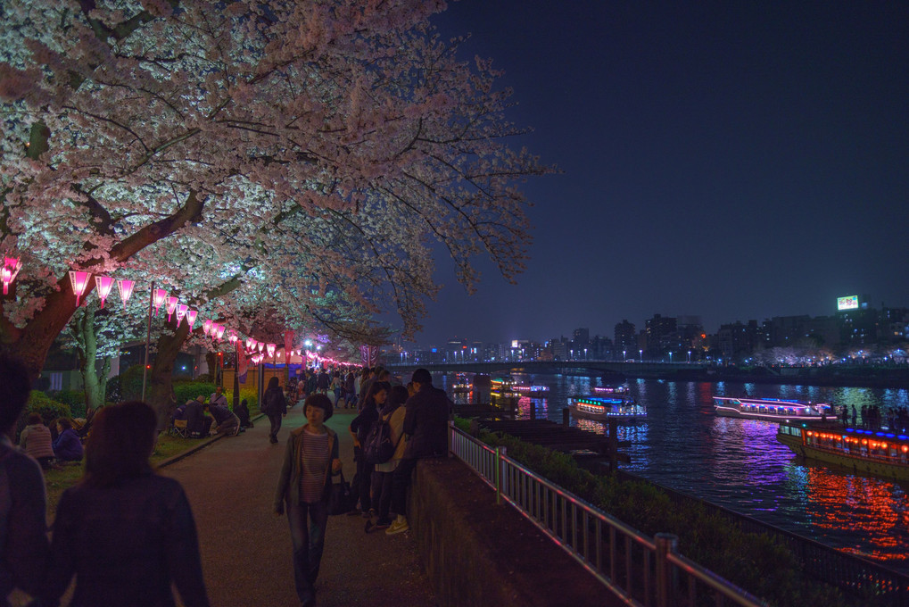 夜桜＠隅田川