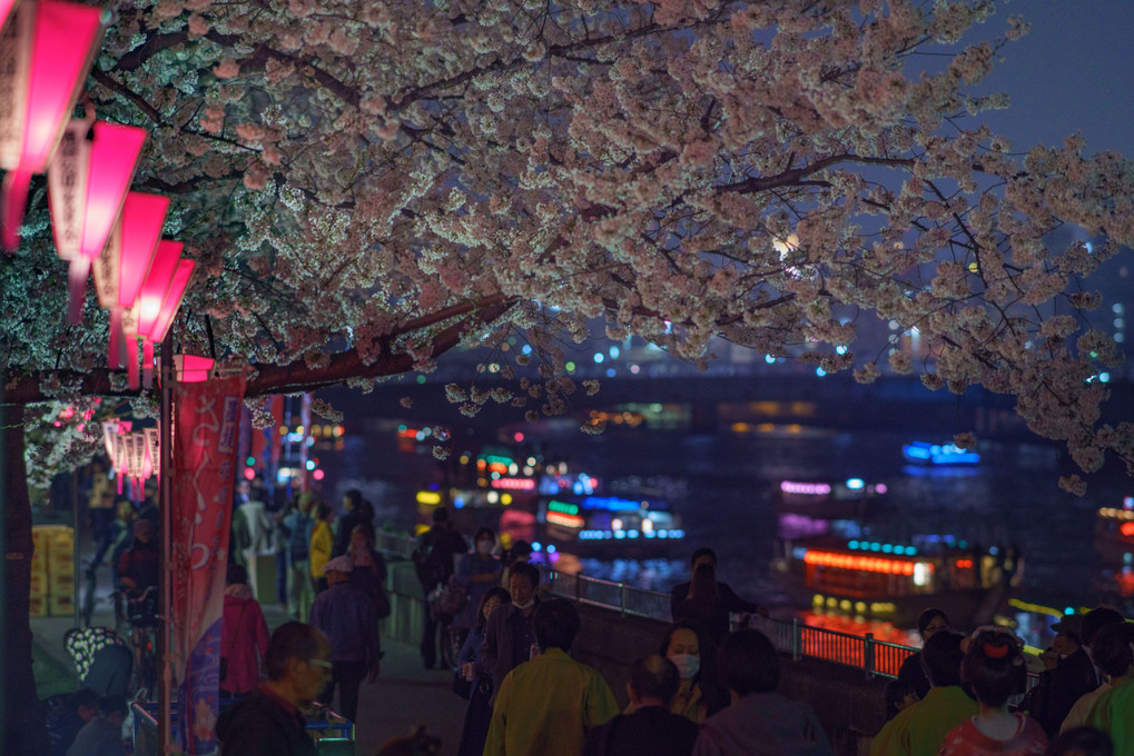 夜桜＠隅田川