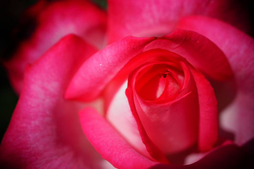 福岡市植物園のバラ