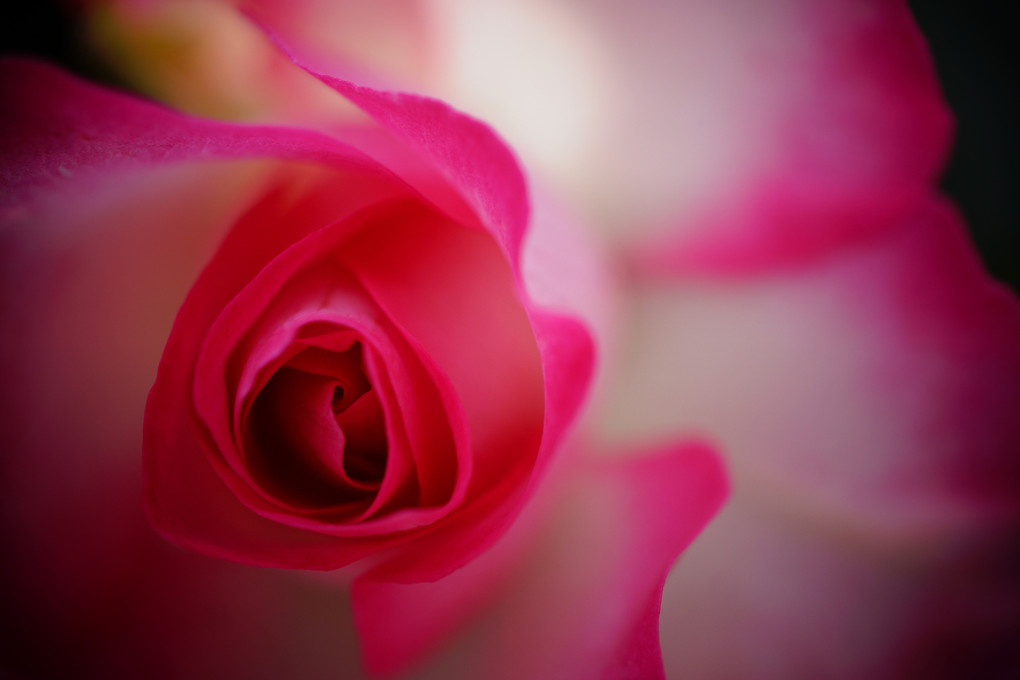 福岡市植物園のバラ