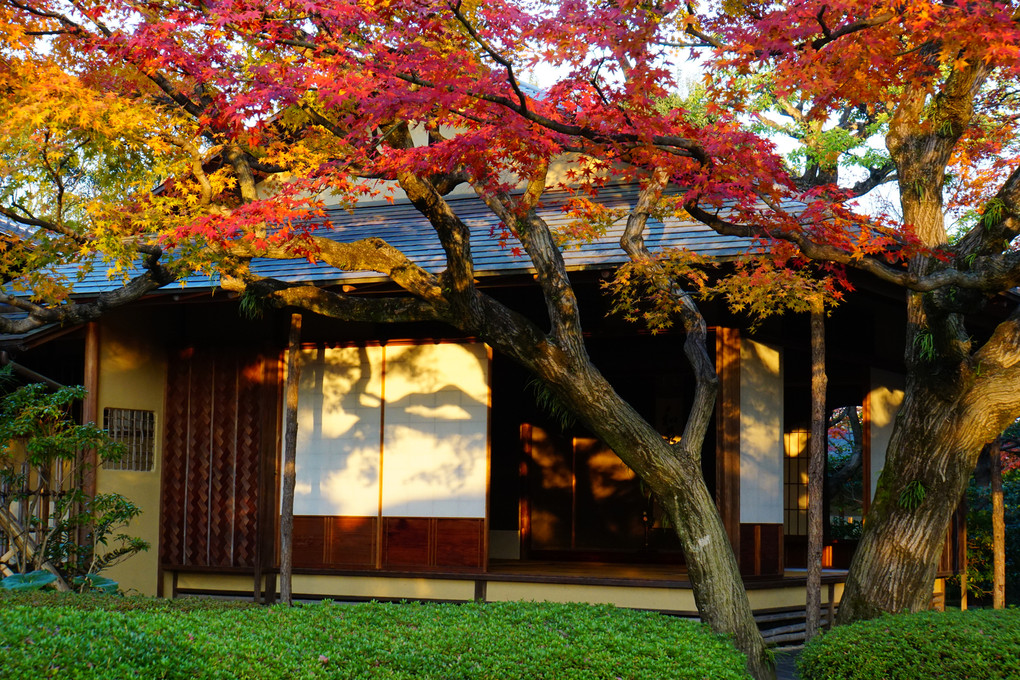 福岡市松風園ー紅葉の影絵