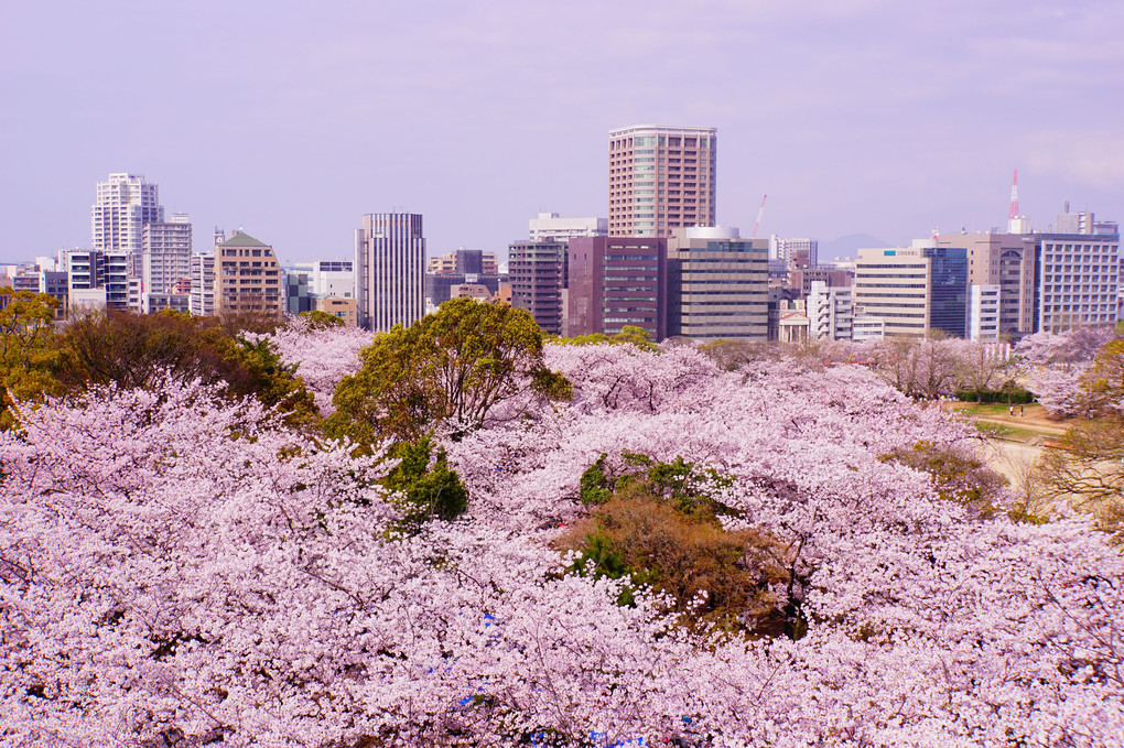 鳥の目線で・・満開の花見・・