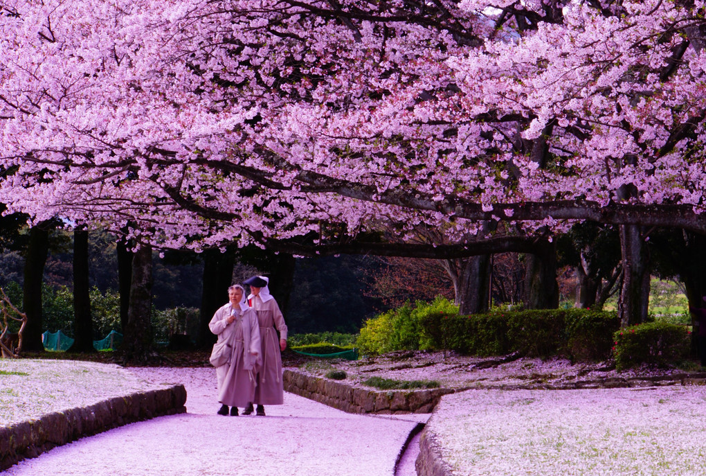 桜の道を・・・歩く