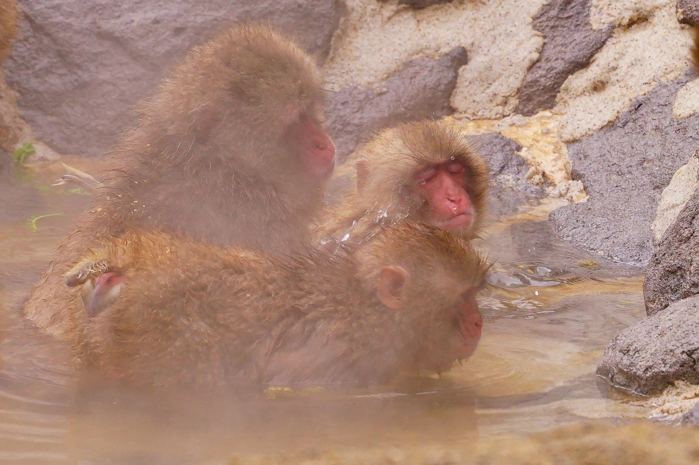 いい湯だな！！　サル山の朝風呂