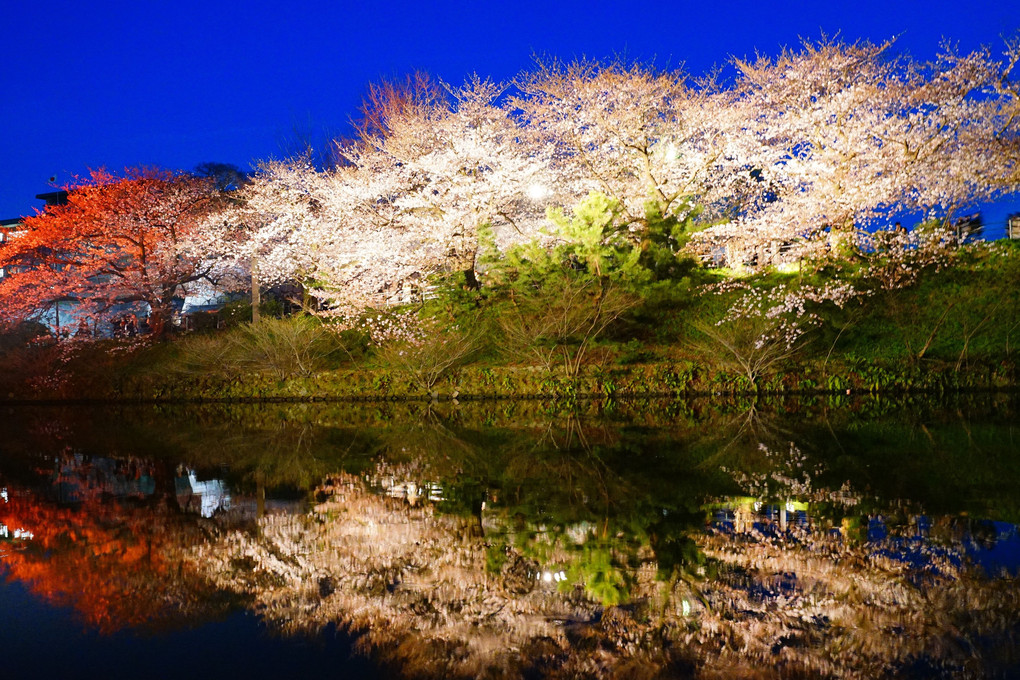 福岡桜満開宣言・・夜桜を撮る