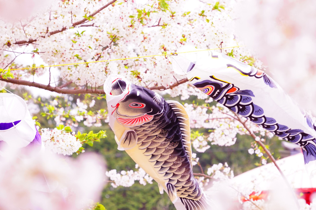 桜の風に泳ぐ・・鯉のぼり
