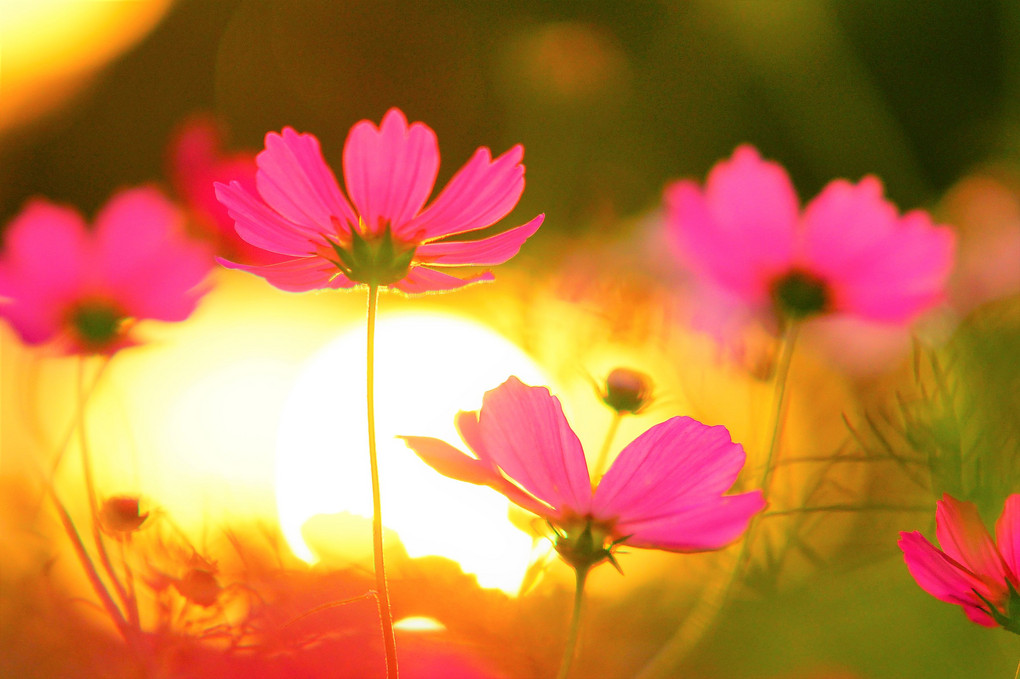 コスモスと遊ぶ 夕暮れ時のファンタジー 森のおじさんさん Acafe Aの写真投稿サイト ソニー コスモスと遊ぶ 夕暮れ時のファンタジー 森のおじさんさん Acafe Aの写真投稿サイト ソニー