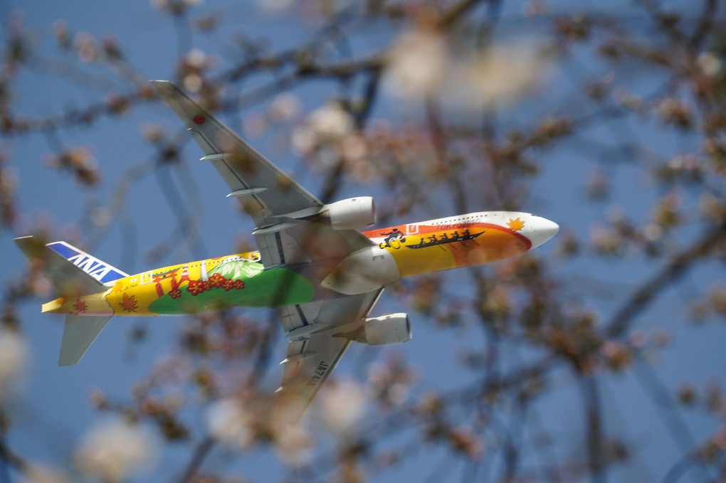 福岡城祉公園桜上空　HELLOW2020JETを捉える