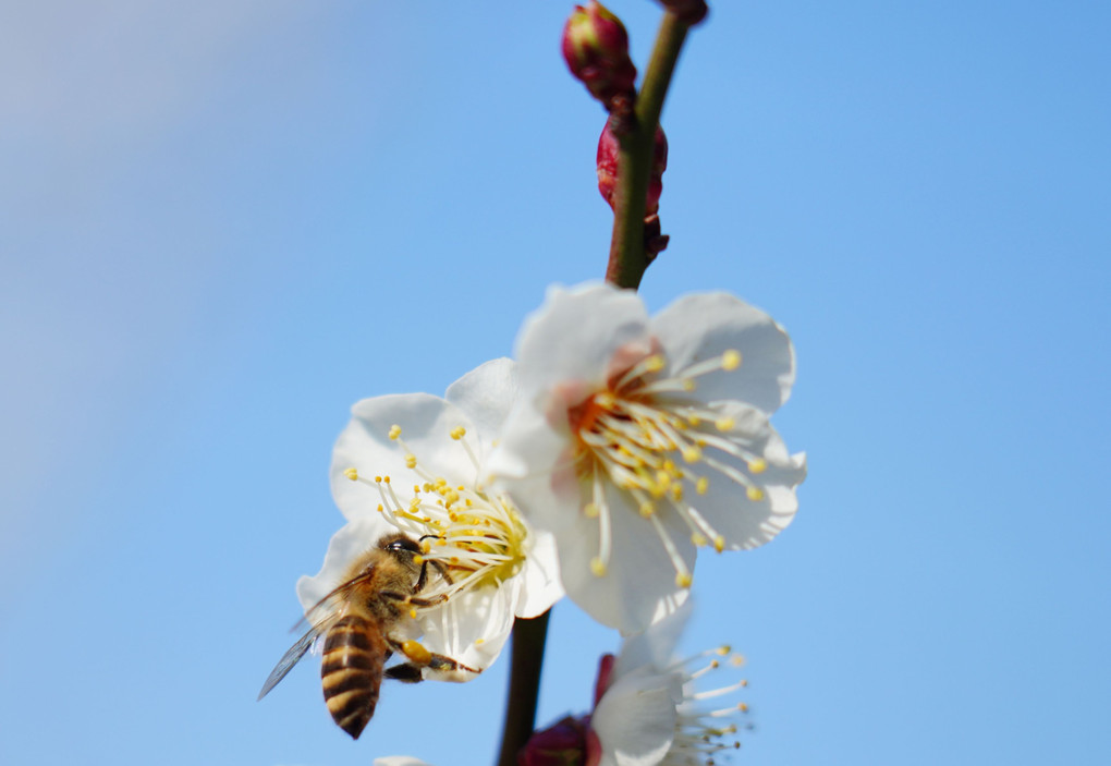 蜜蜂！白梅に目を細める