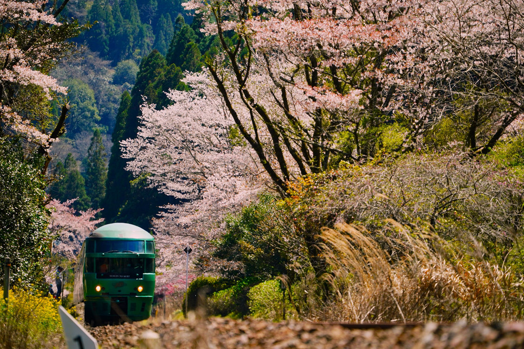 JR九州久大線　桜の駅