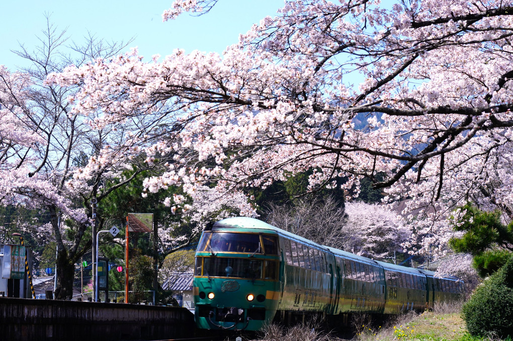 ゆふいんの森号　桜の駅を通過