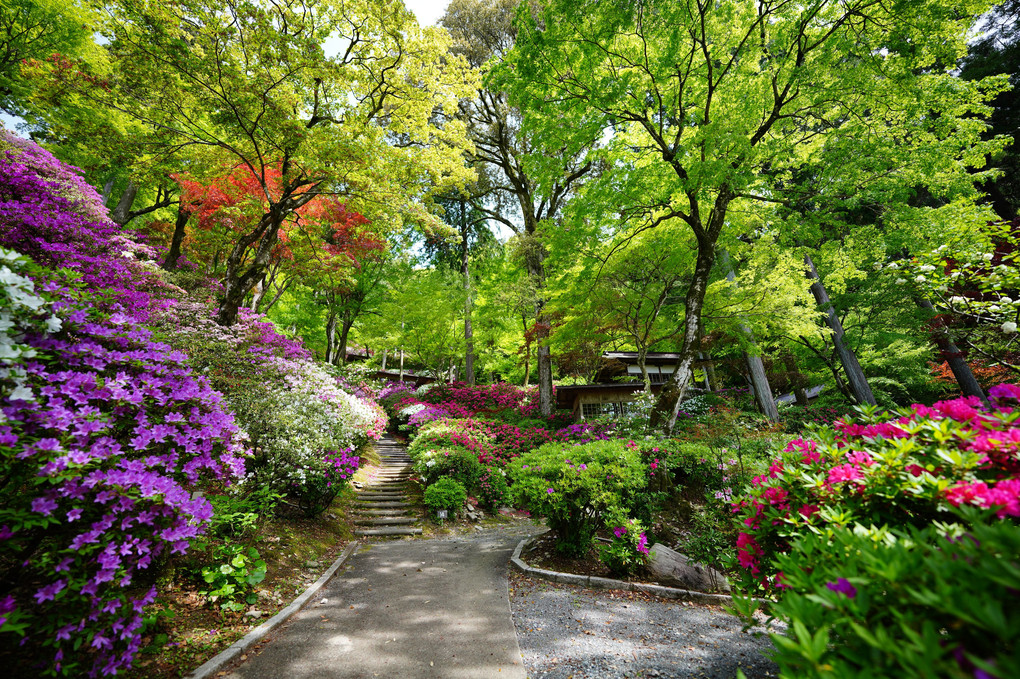 ５万本のつつじ満開！　大興善寺