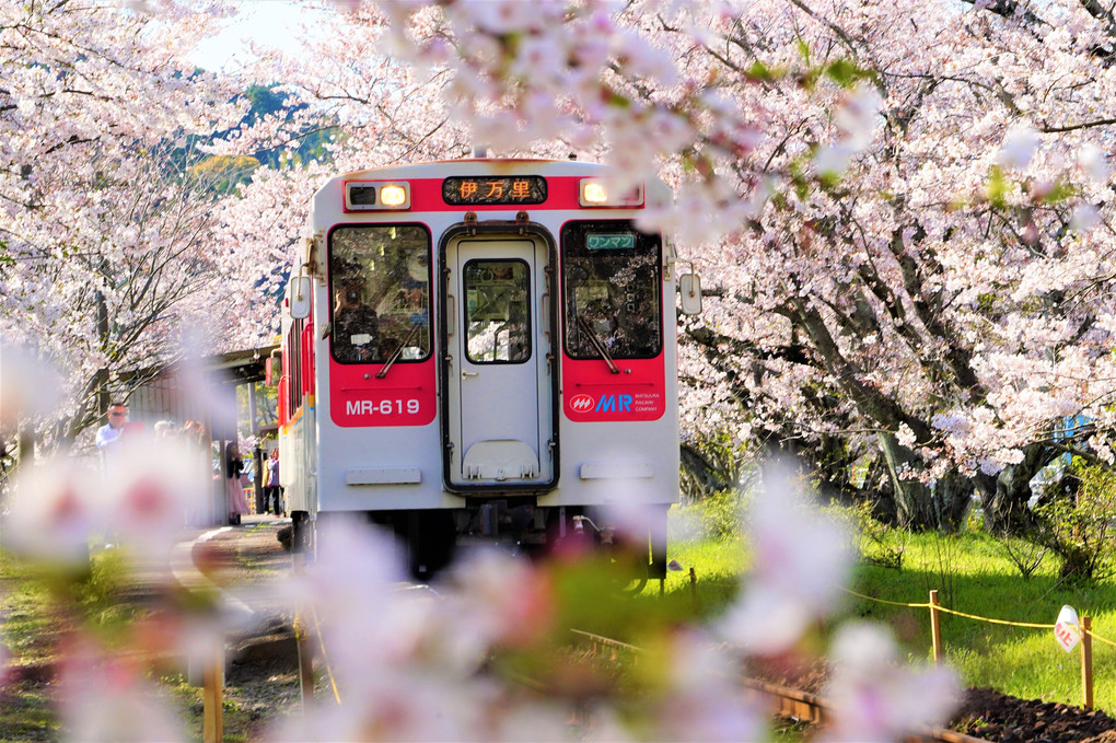 松浦鉄道桜の駅　満開の花に包まれて出発進行！