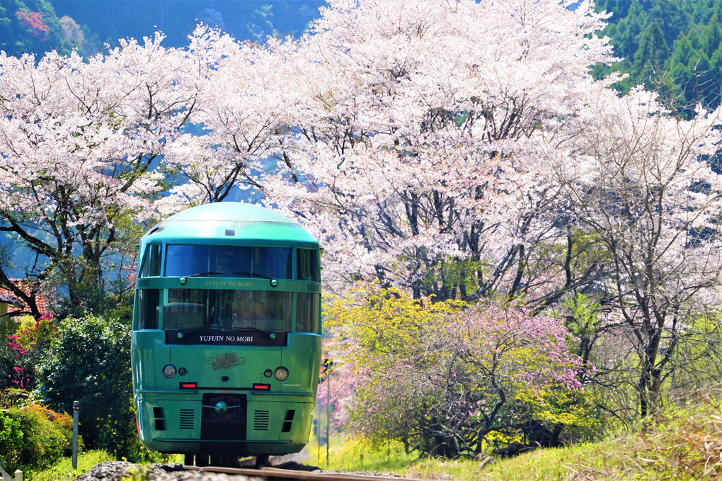 桜の思い出