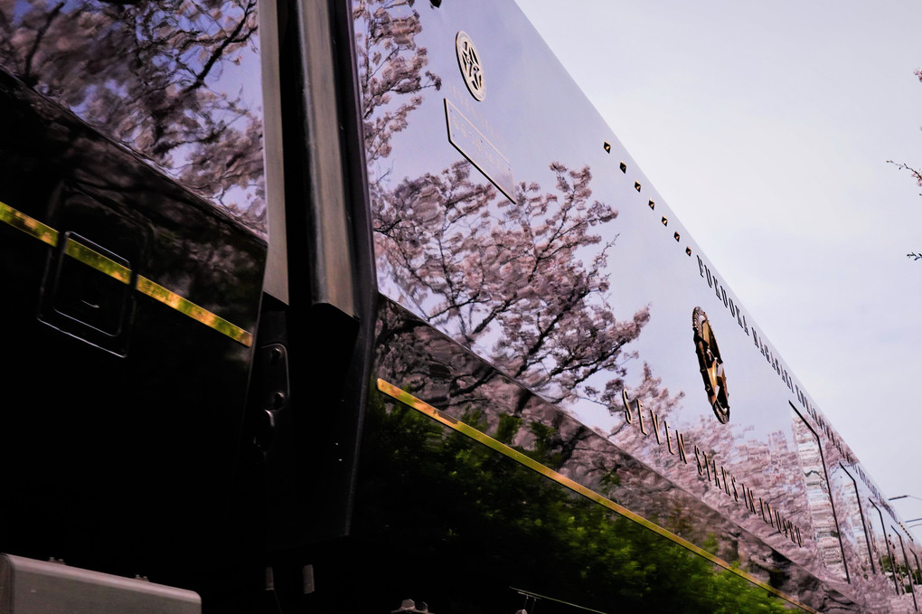 桜に染まる「ななつ星in九州」