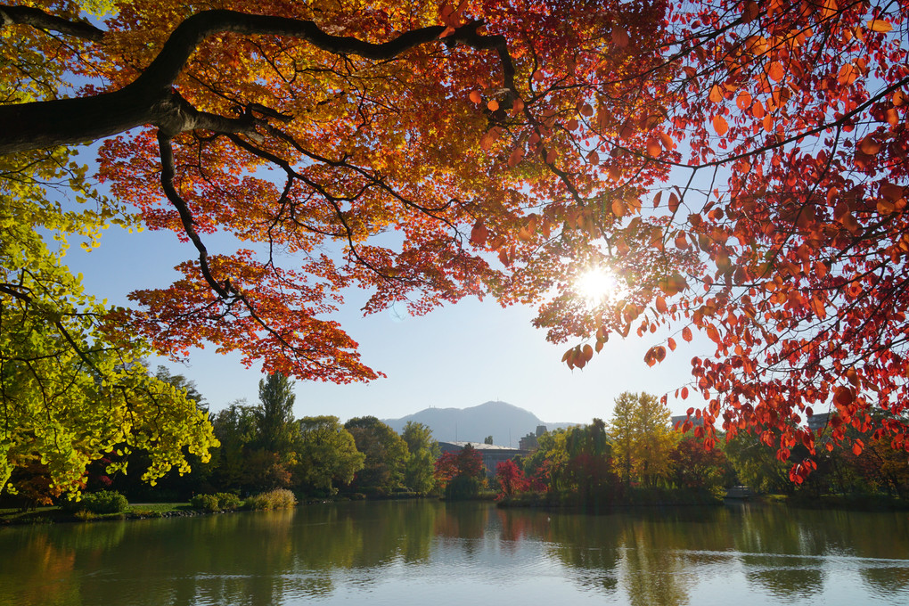 紅葉の中島公園から