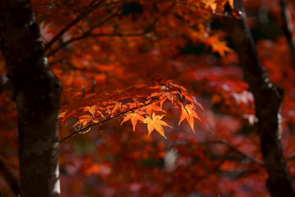 大井平公園　紅葉