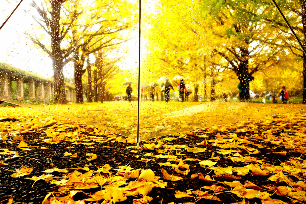 昭和記念公園のイチョウ並木を傘ごしで