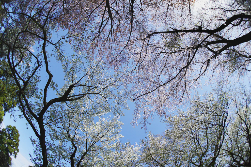 裏山の春