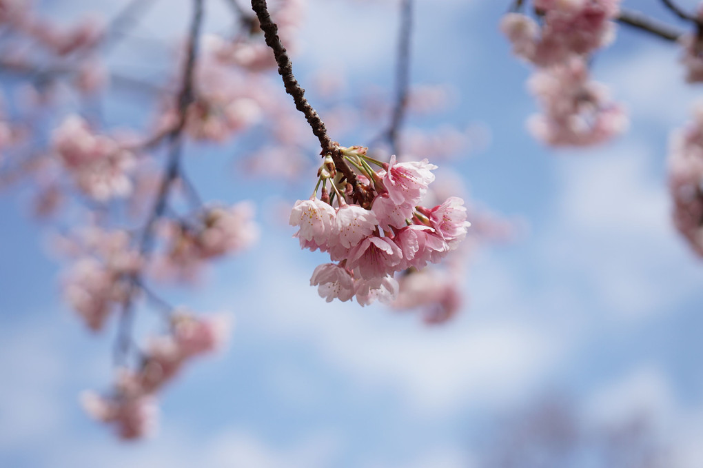 大寒桜