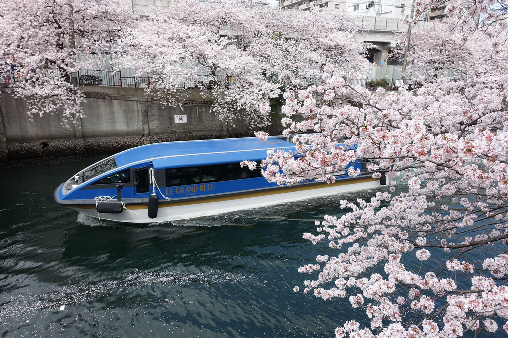 大岡川の桜見物