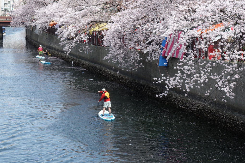 大岡川の桜見物